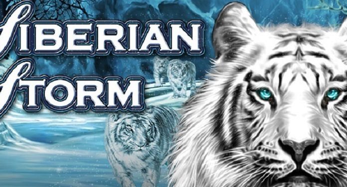 Siberian-Storm-paga-1,3-Milhões-de-Libras-para-Sortudo-na-Netbet
