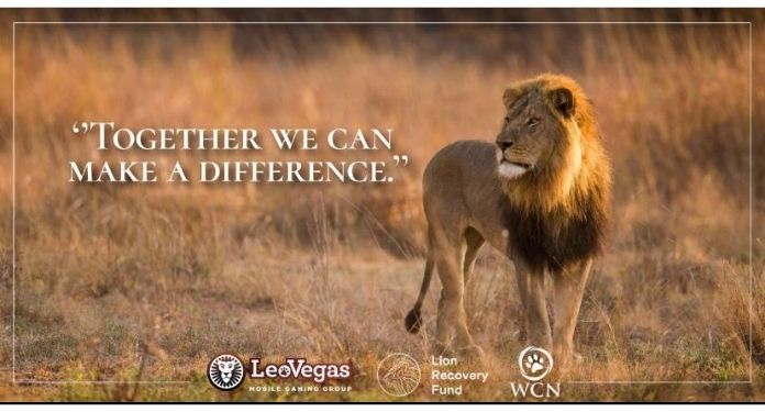 Afim-de-proteger-os-leões-africanos,-LeoVegas-doa-€-10-mil-à-Lion-Recovery-Fund